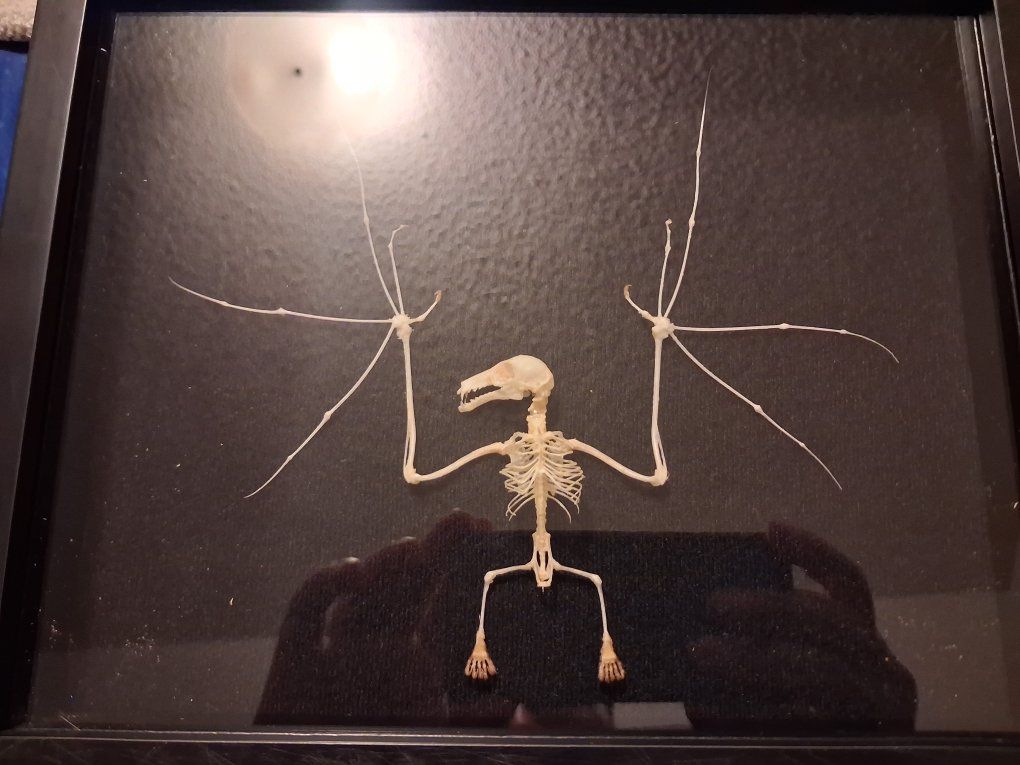 fruit bat skeleton