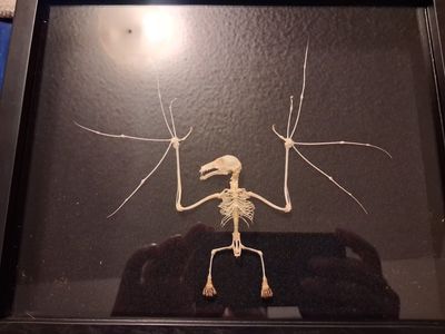fruit bat skeleton