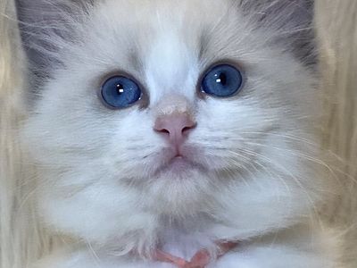 GORGEOUS PAPERED PUREBRED RAGDOLL KITTENS