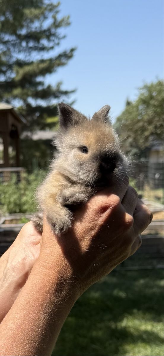 Purebred Lionhead Rabbit Doe - Tortoise Shell