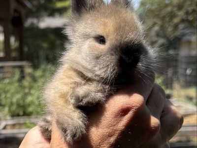 Purebred Lionhead Rabbit Doe - Tortoise Shell