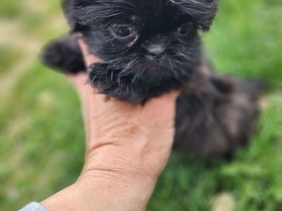 Tiny hypoallergenic micro Shih Tzus