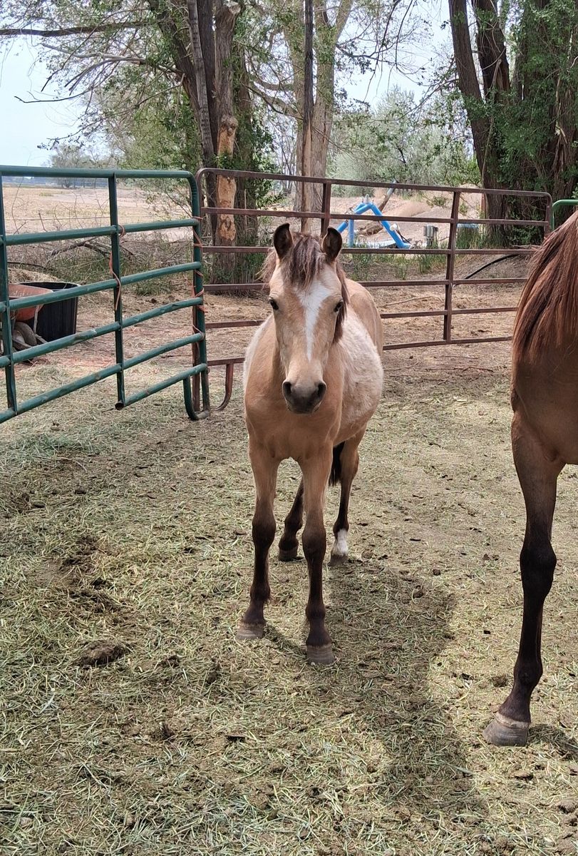 Pony mare