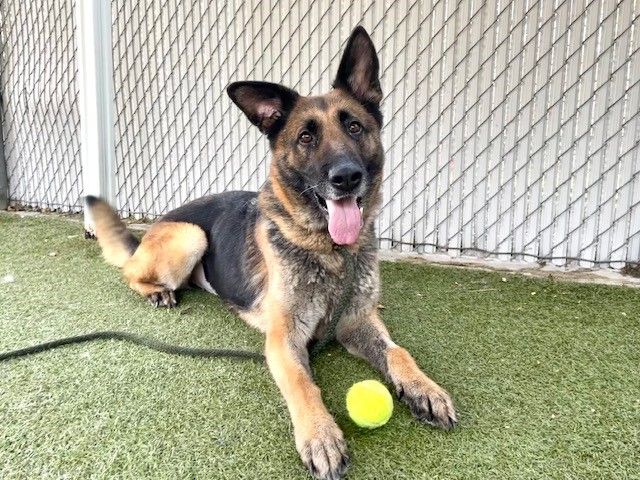 A134370 Alexia is Available for Adoption!