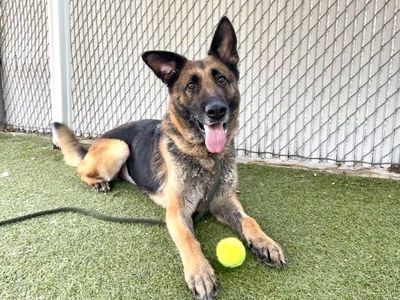 A134370 Alexia is Available for Adoption!