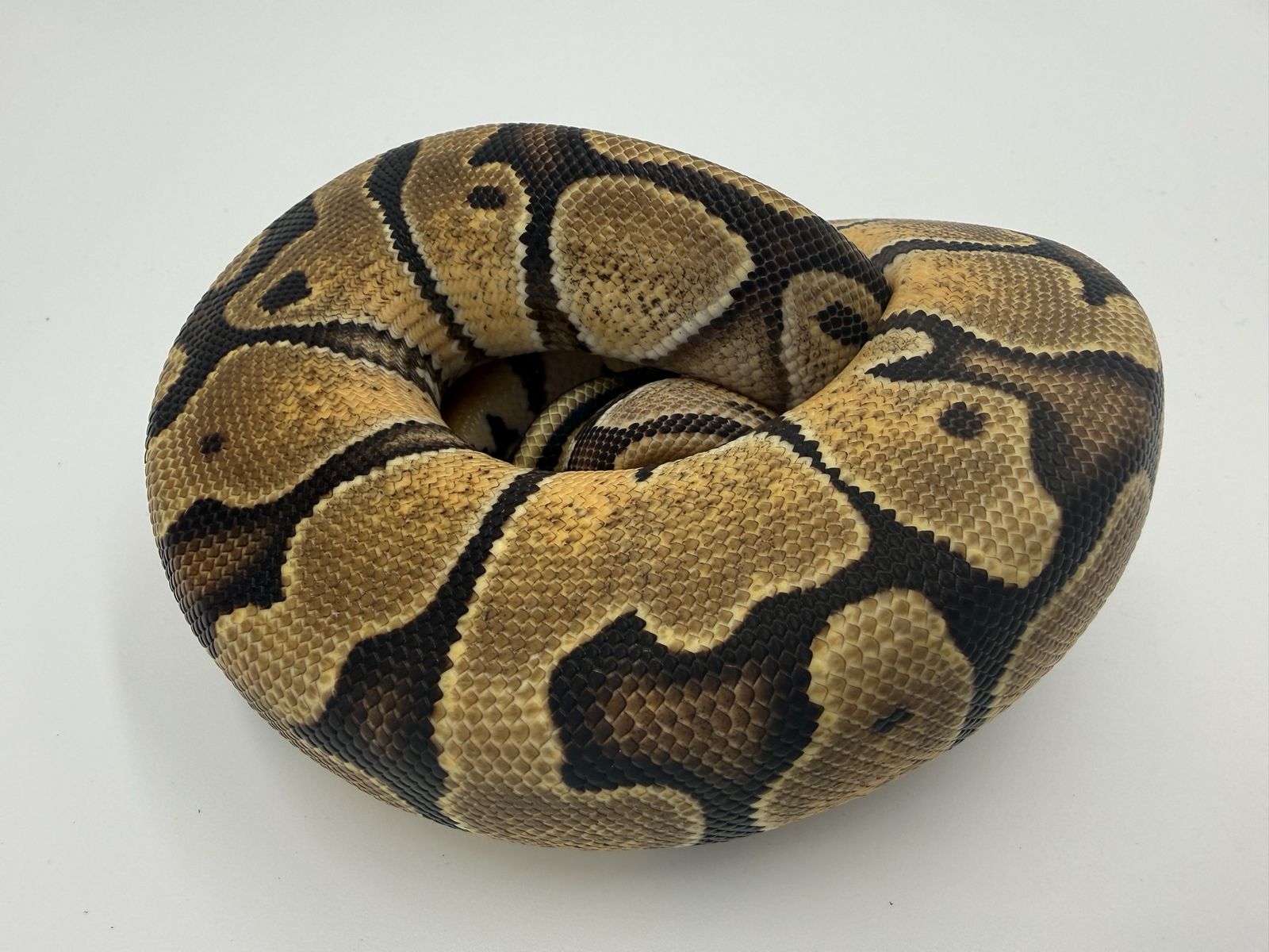 Main image 4