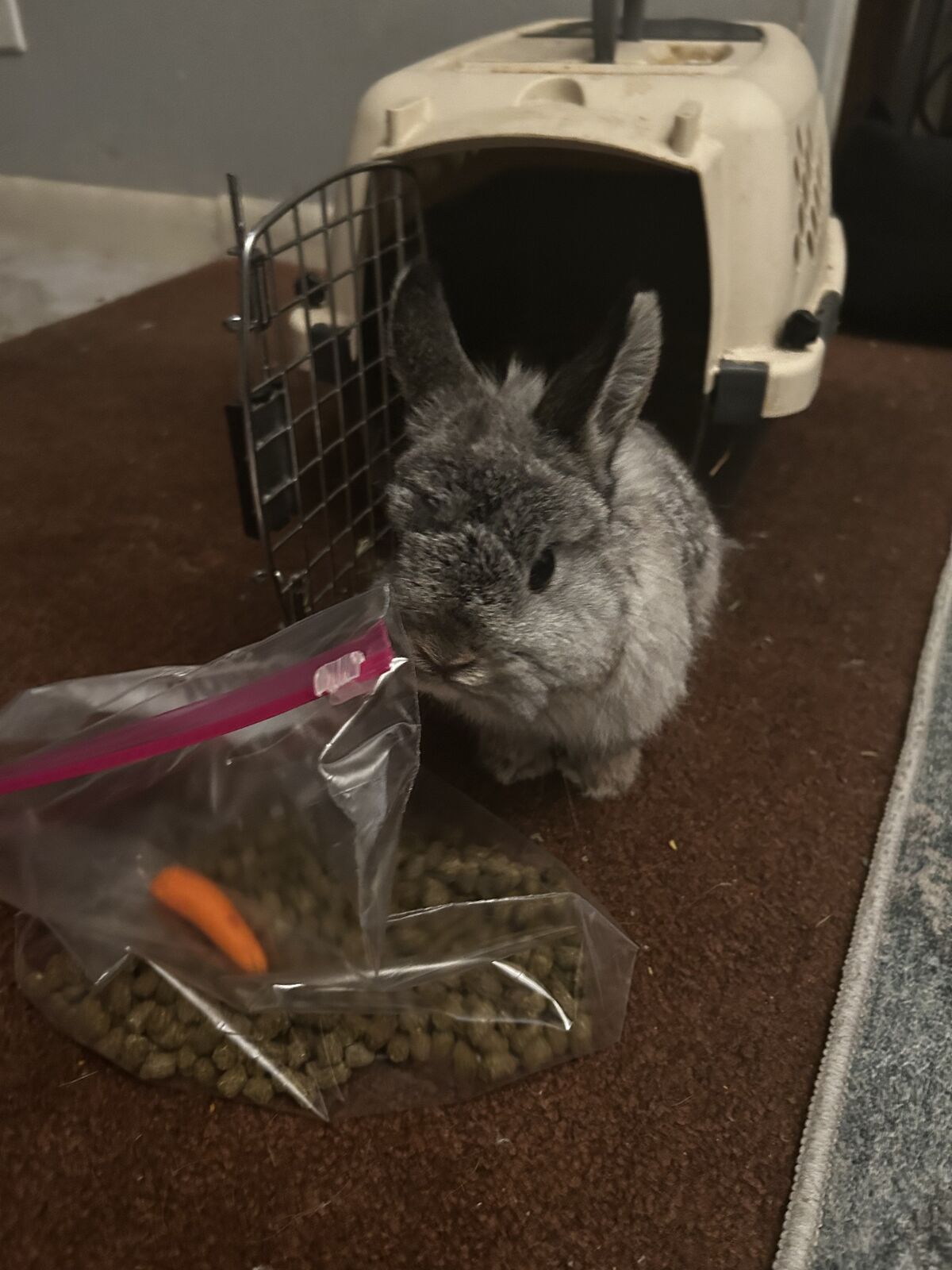 Netherlands dwarf mixed lion head