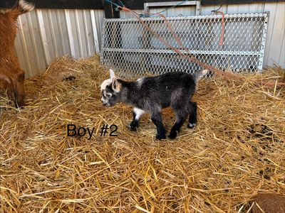Nigerian Dwarf baby goats