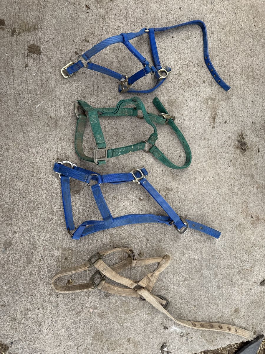 Nylon Halters