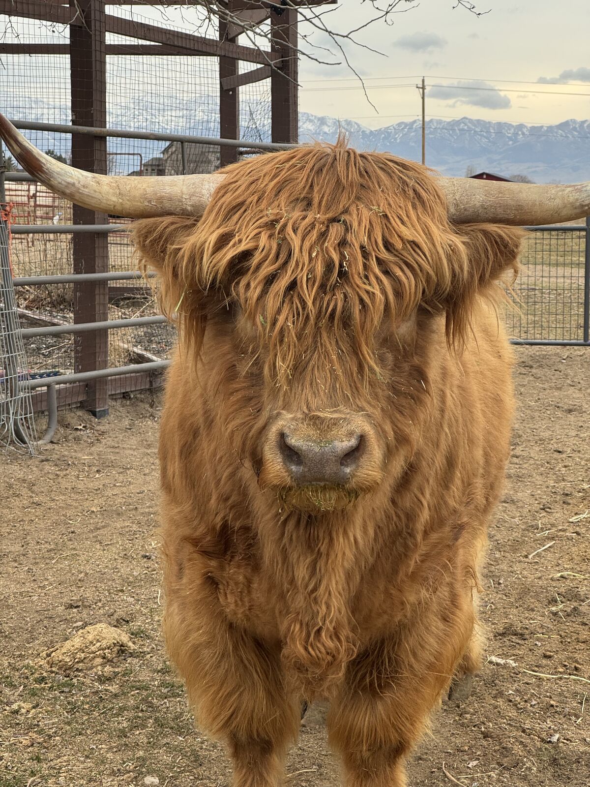 Registered Scottish Bull