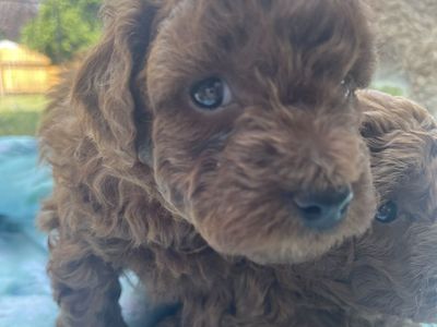 AKC Toy Poodles