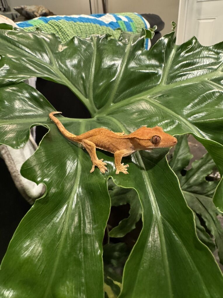 Crested Gecko