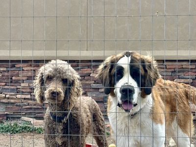 St. Bernedoodles Standard Poodle X St Bernard