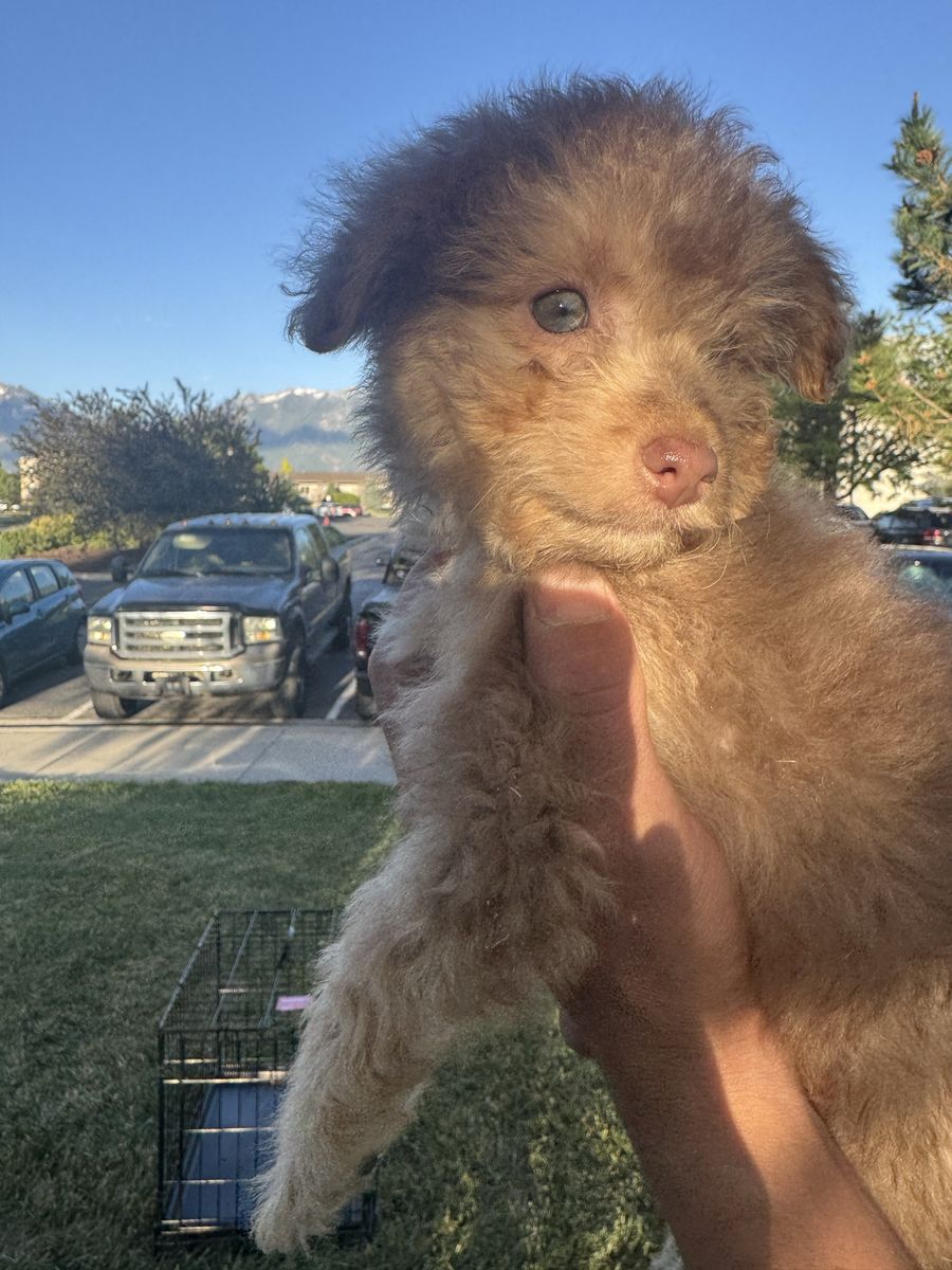 Female Maltipoo Puppy