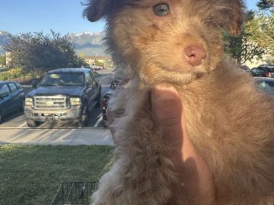 Female Maltipoo Puppy