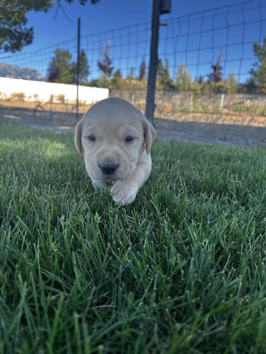 AKC Labrador Retriever Puppies