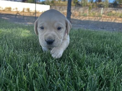 AKC Labrador Retriever Puppies