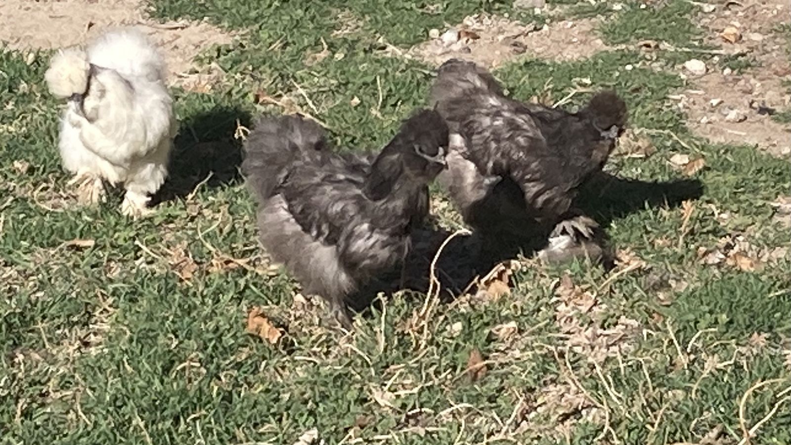 Silkie Hens