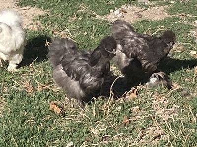 Silkie Hens