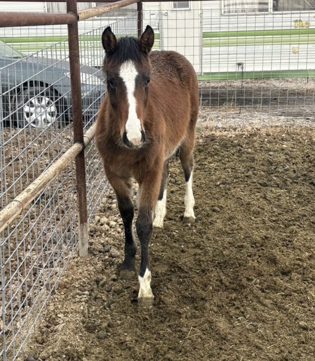 AQHA yearling Stud Colt