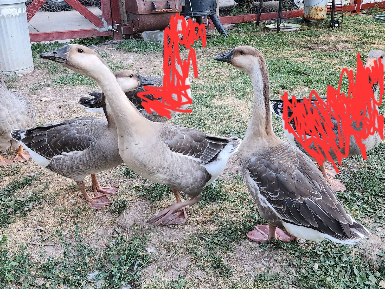 African Geese