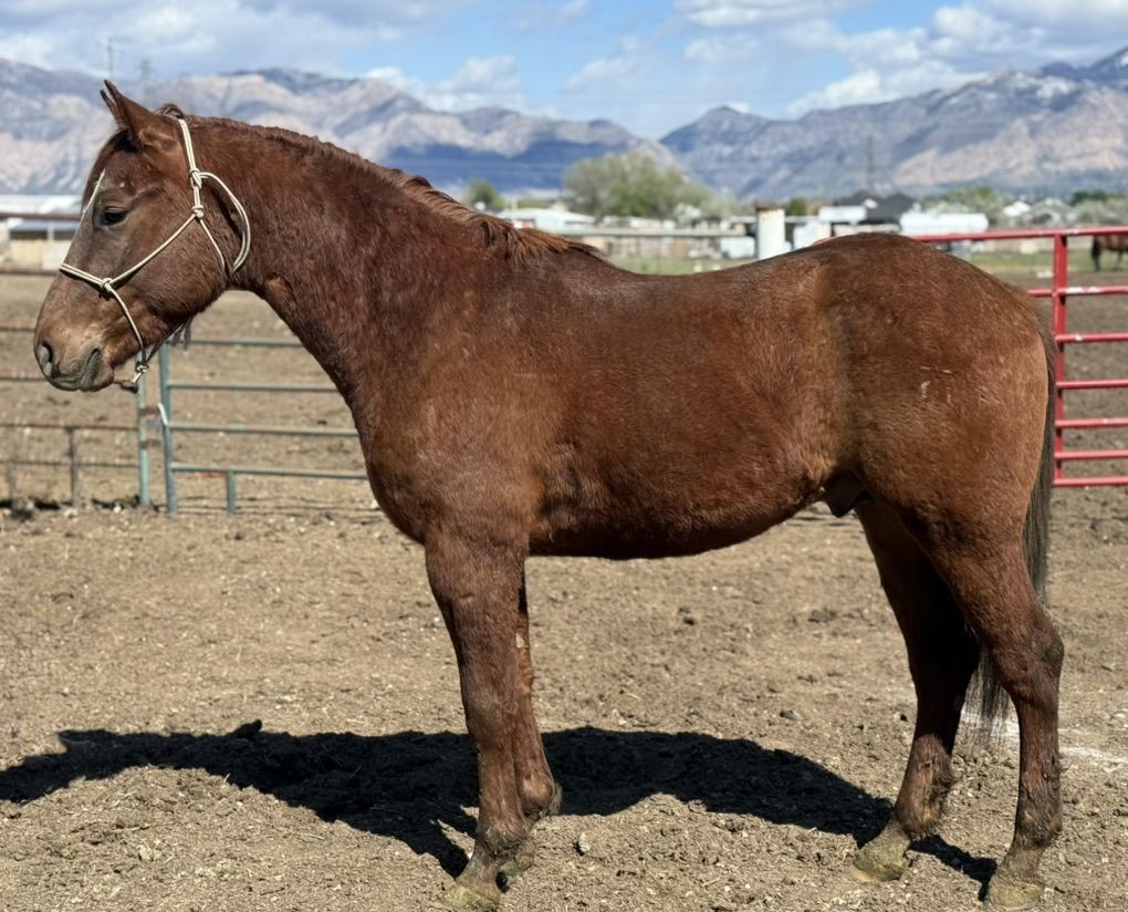 Registered Colt