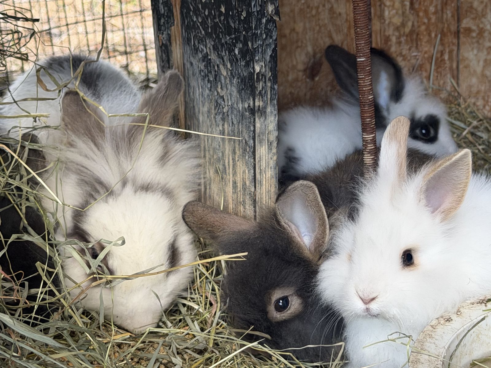 Bunnies 