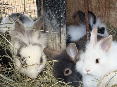 Bunnies