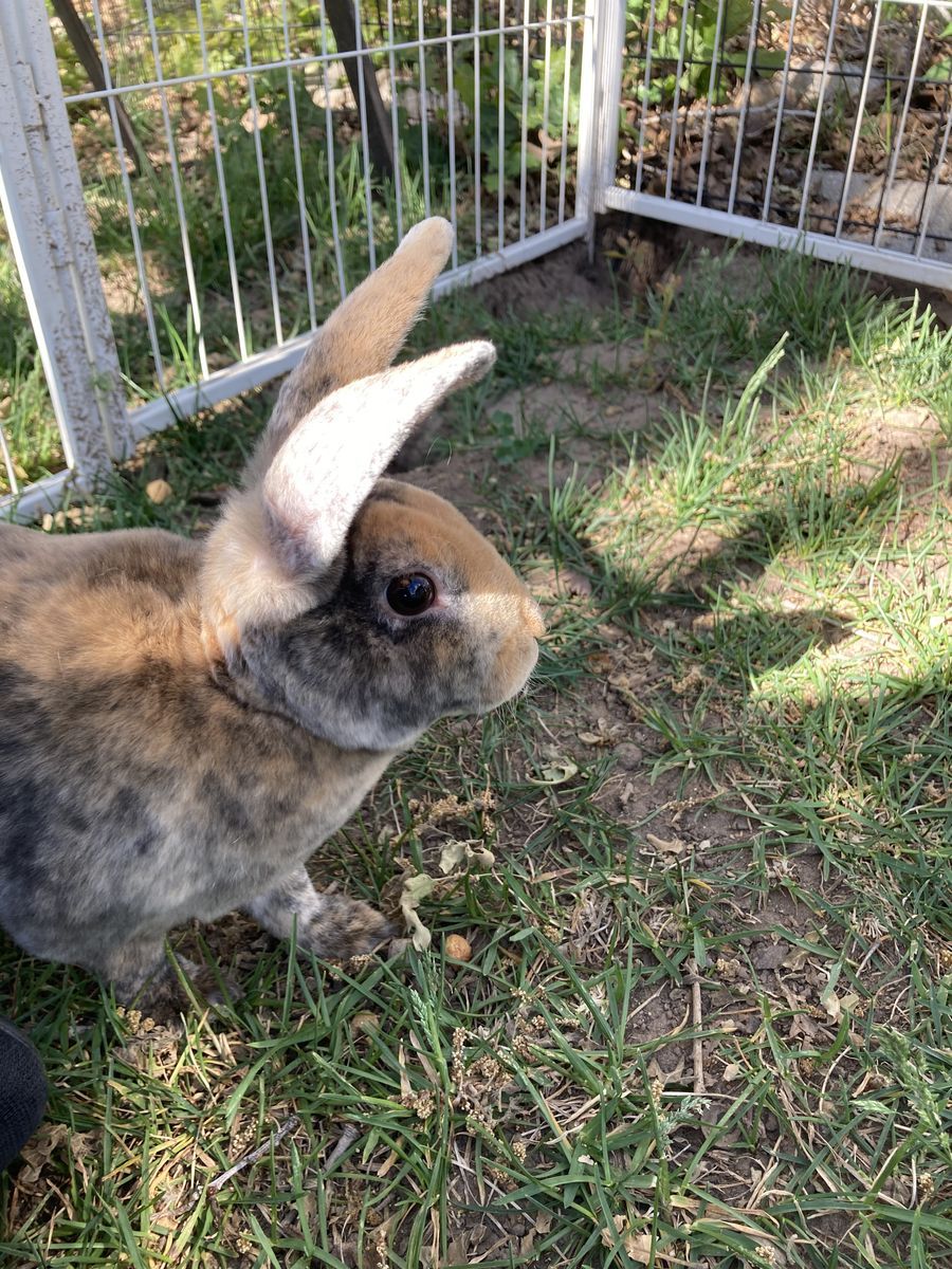 Cute male purebred mini rex bunny!
