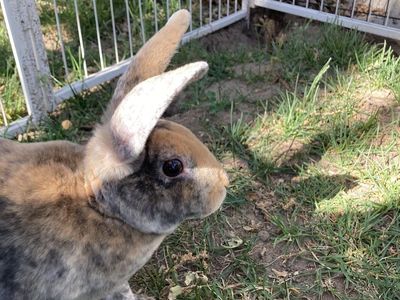Cute male purebred mini rex bunny!