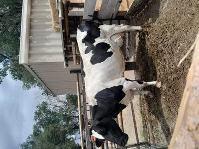 Milk Cows