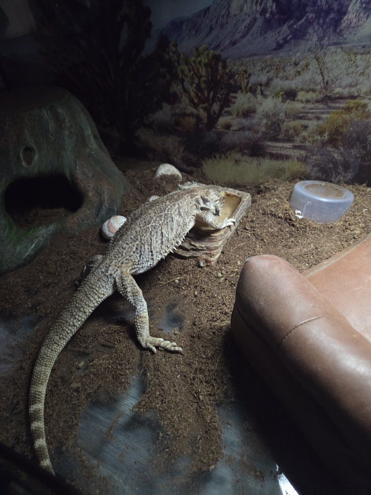 7 y/o female bearded dragon.