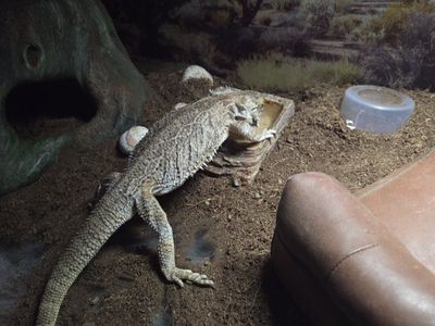 7 y/o female bearded dragon.