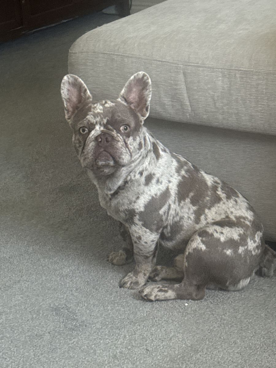 Male French Bulldog