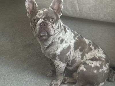 Male French Bulldog