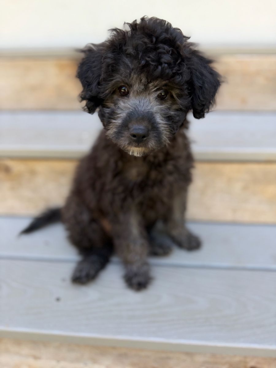 Darling Toy Maltipoo/poodle Mix Puppy 