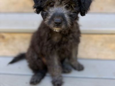 Darling Toy Maltipoo/poodle Mix Puppy