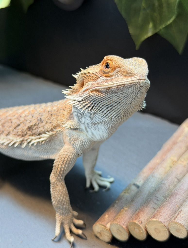 Bearded Dragon, Cage And Accessories