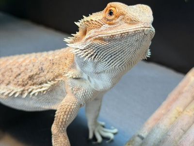 Bearded Dragon, Cage And Accessories