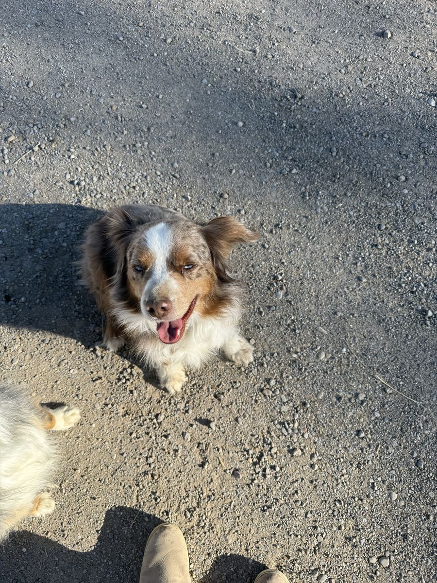Cute Mini Aussie Family Dog