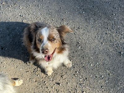 Cute Mini Aussie Family Dog
