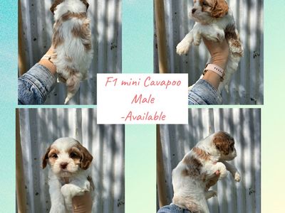 F1 Cavapoo MALE