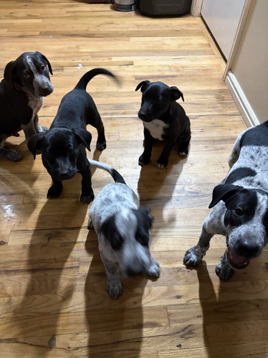 Catahoula/Blue Heeler mix puppies