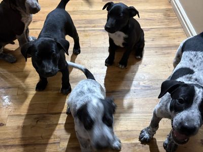 Catahoula/Blue Heeler mix puppies