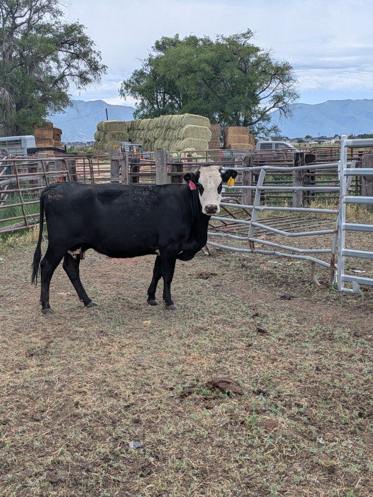 Bred cows