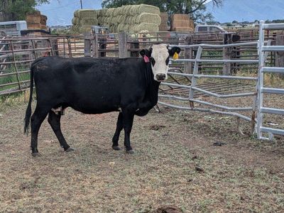 Bred cows