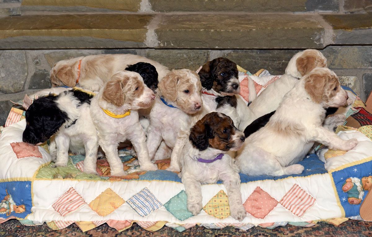 Multi-Gen Mini Goldendoodles