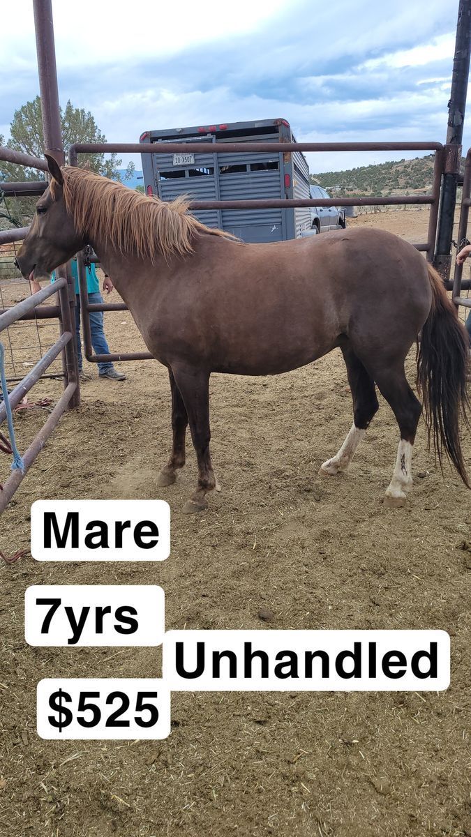 Mare
