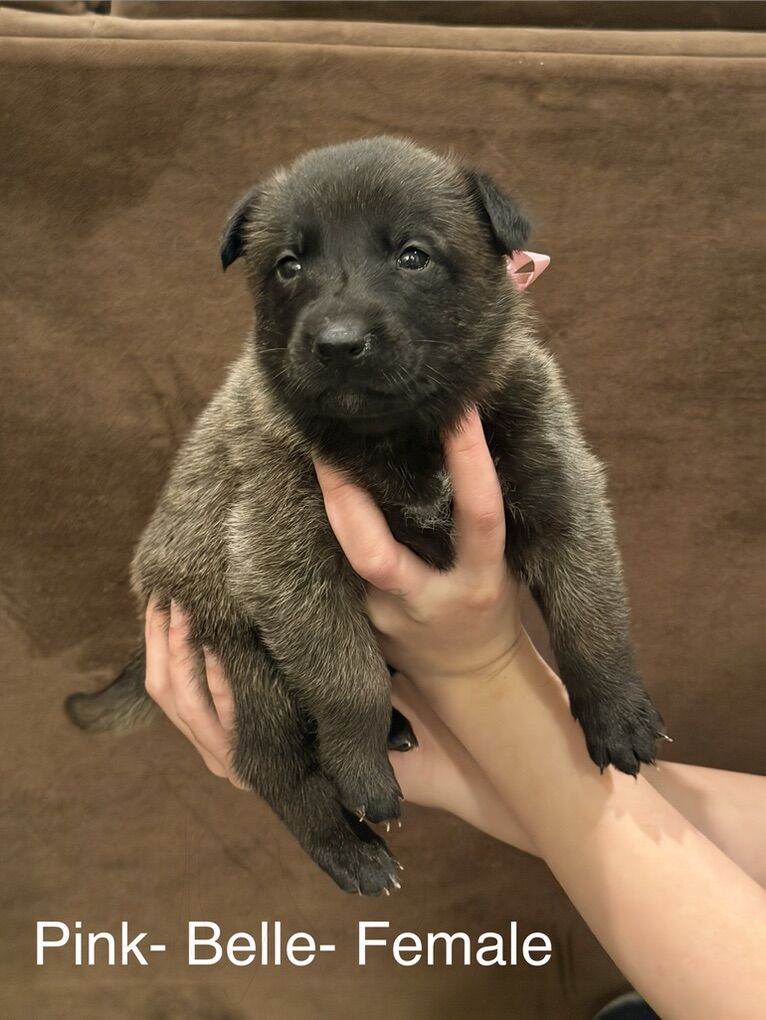 BELGIAN MALINOIS PUPPIES !!