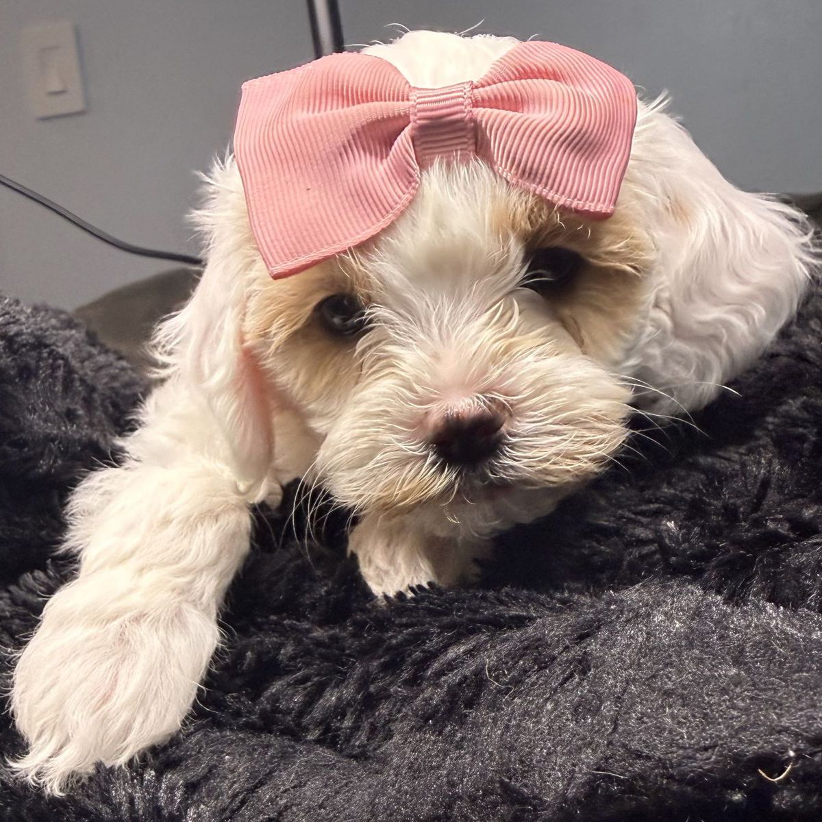 Mini Golden Cavapoo Puppies